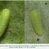 lycaena candens georgia larva2